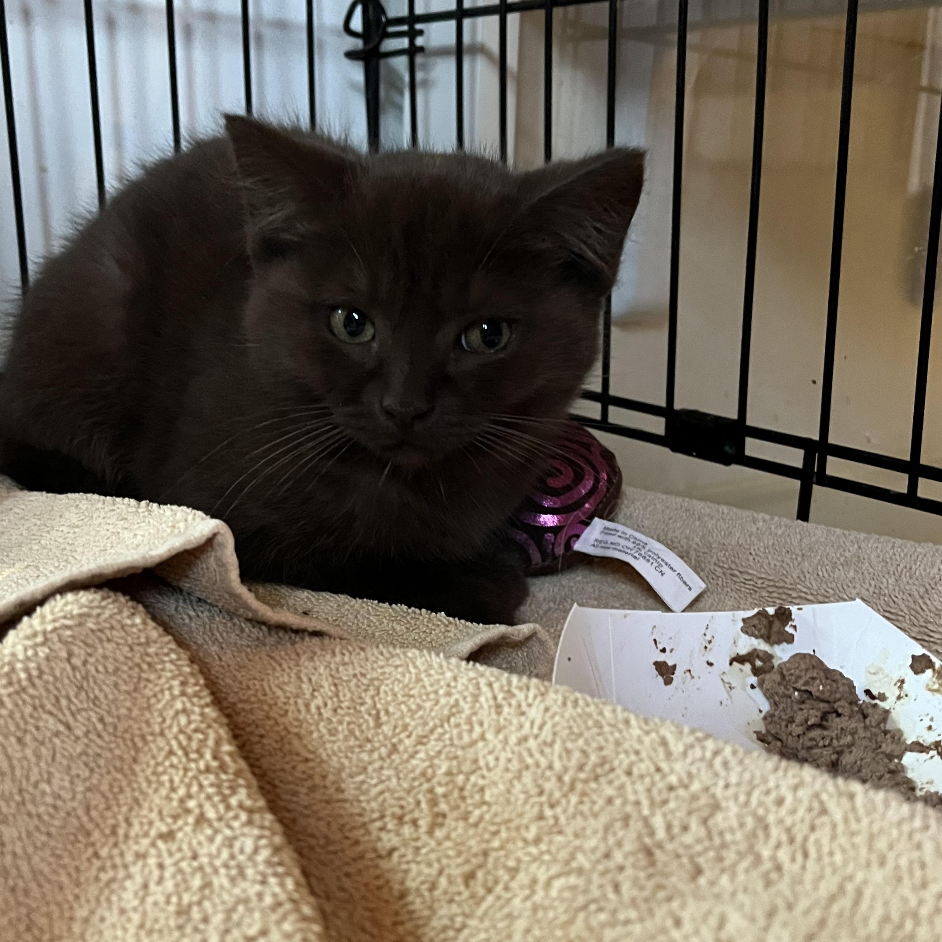 Enlarge Ferrero, an adopted Domestic Short Hair in Salisbury, MA image 4/5