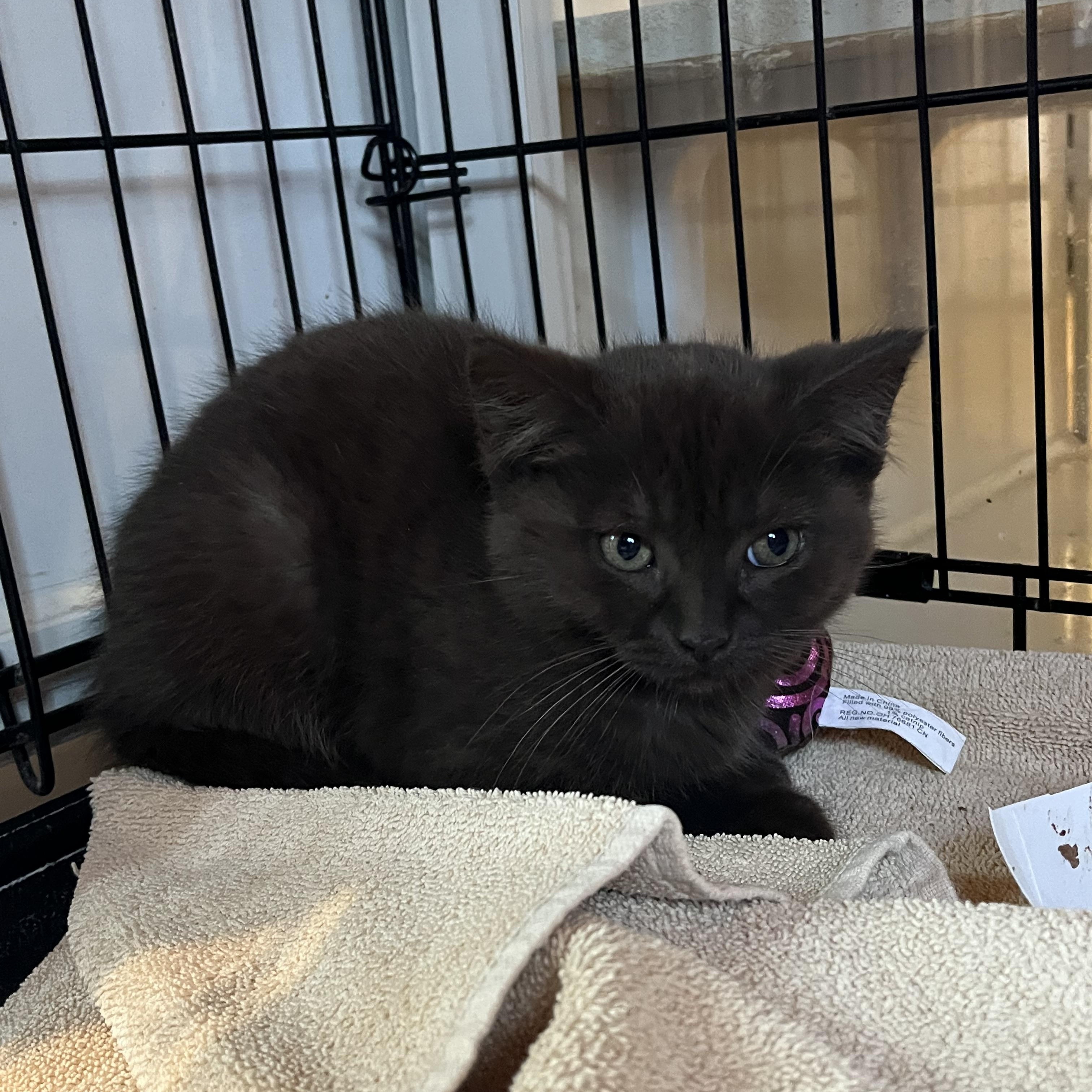 Enlarge Ferrero, an adopted Domestic Short Hair in Salisbury, MA image 1/5