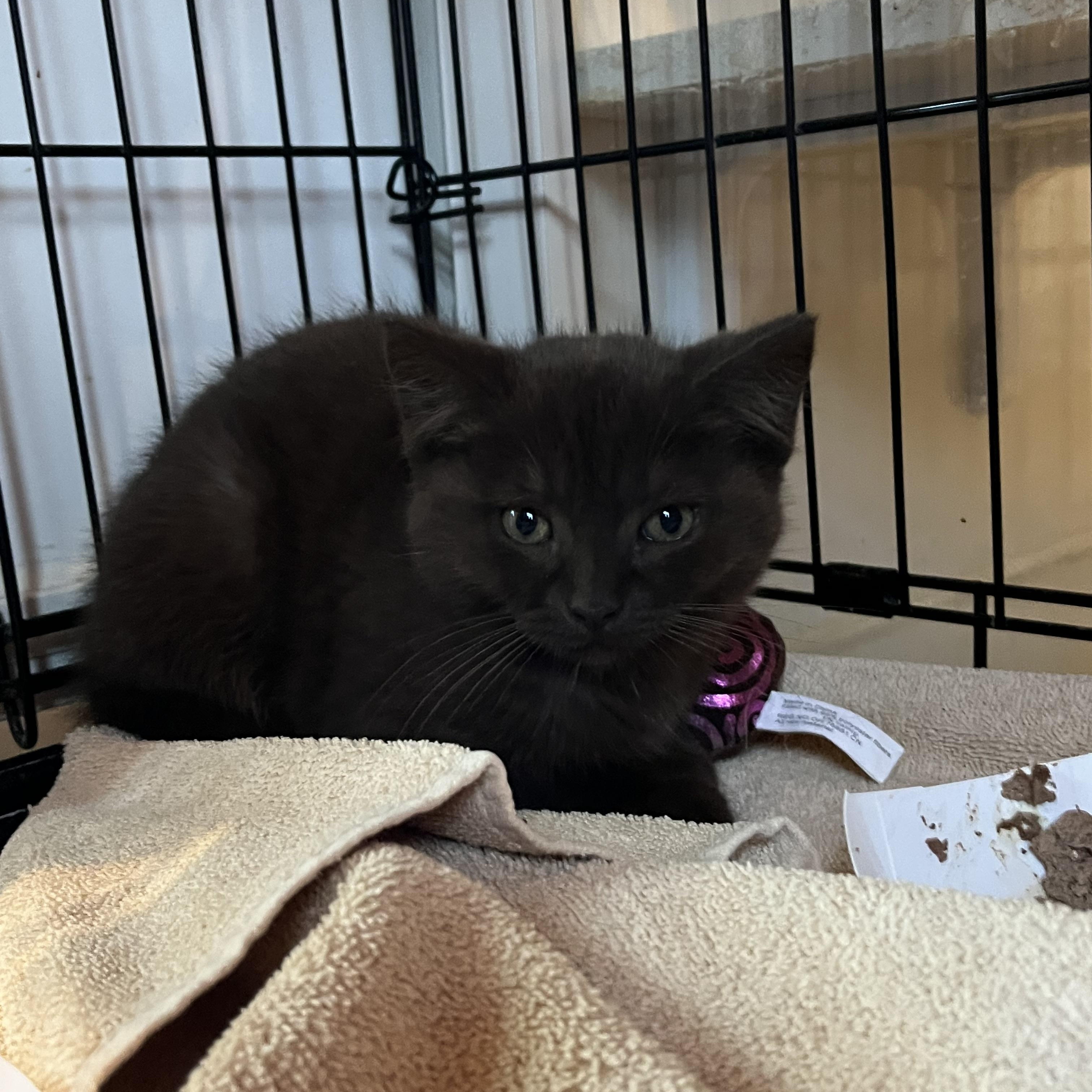 Enlarge Ferrero, an adopted Domestic Short Hair in Salisbury, MA image 5/5