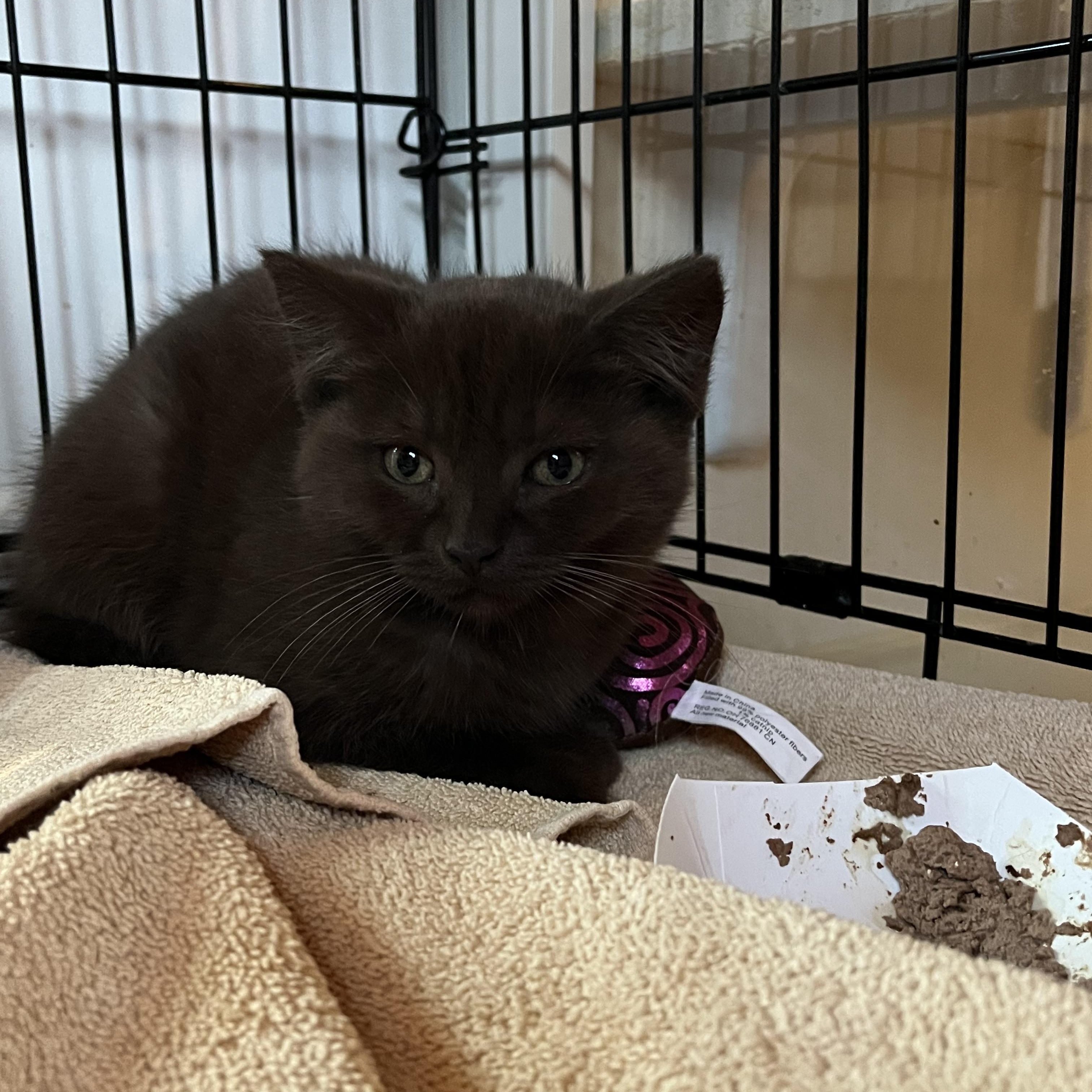 Enlarge Ferrero, an adopted Domestic Short Hair in Salisbury, MA image 2/5