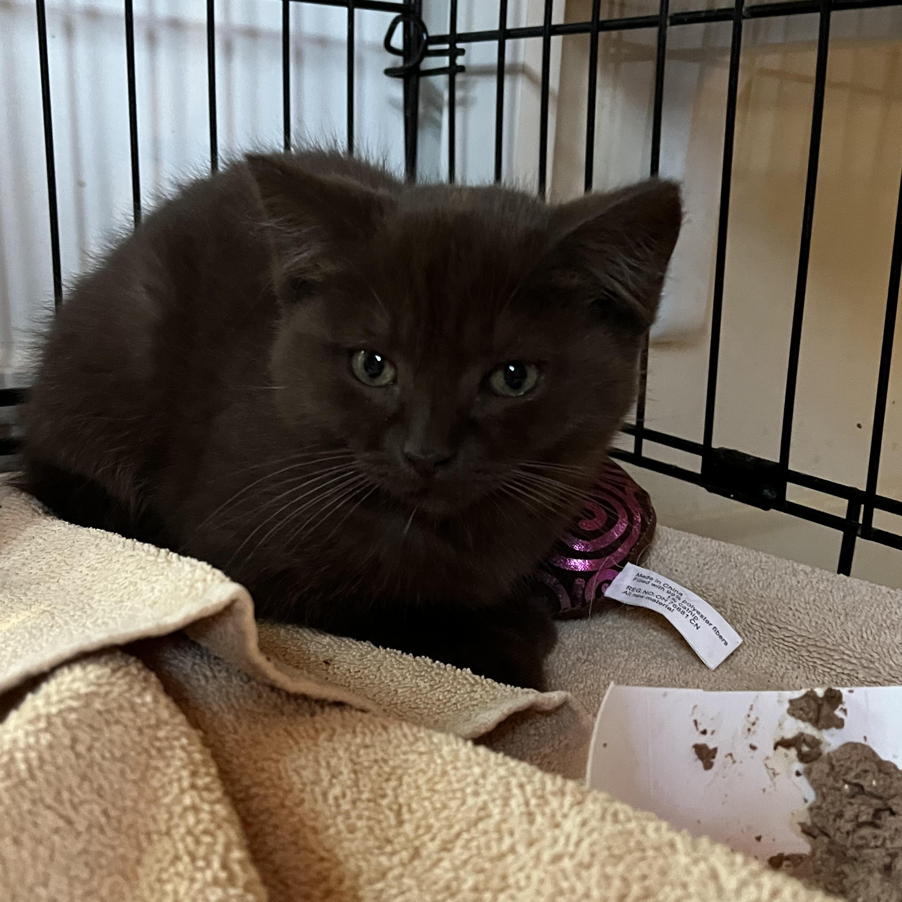 Enlarge Ferrero, an adopted Domestic Short Hair in Salisbury, MA image 3/5