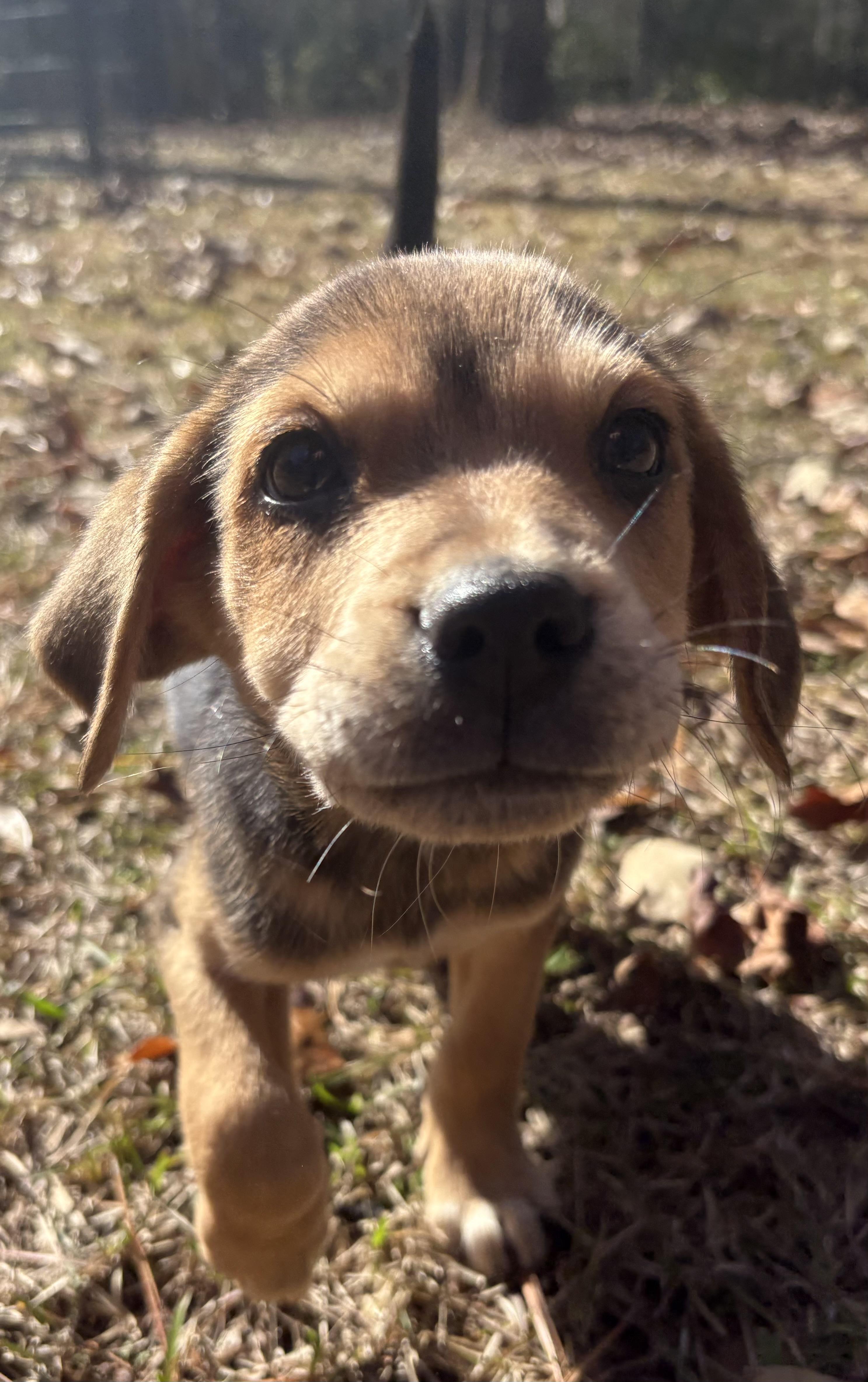 Date, Adopted, Young Female Australian Cattle Dog / Blue Heeler & Mountain Cur.