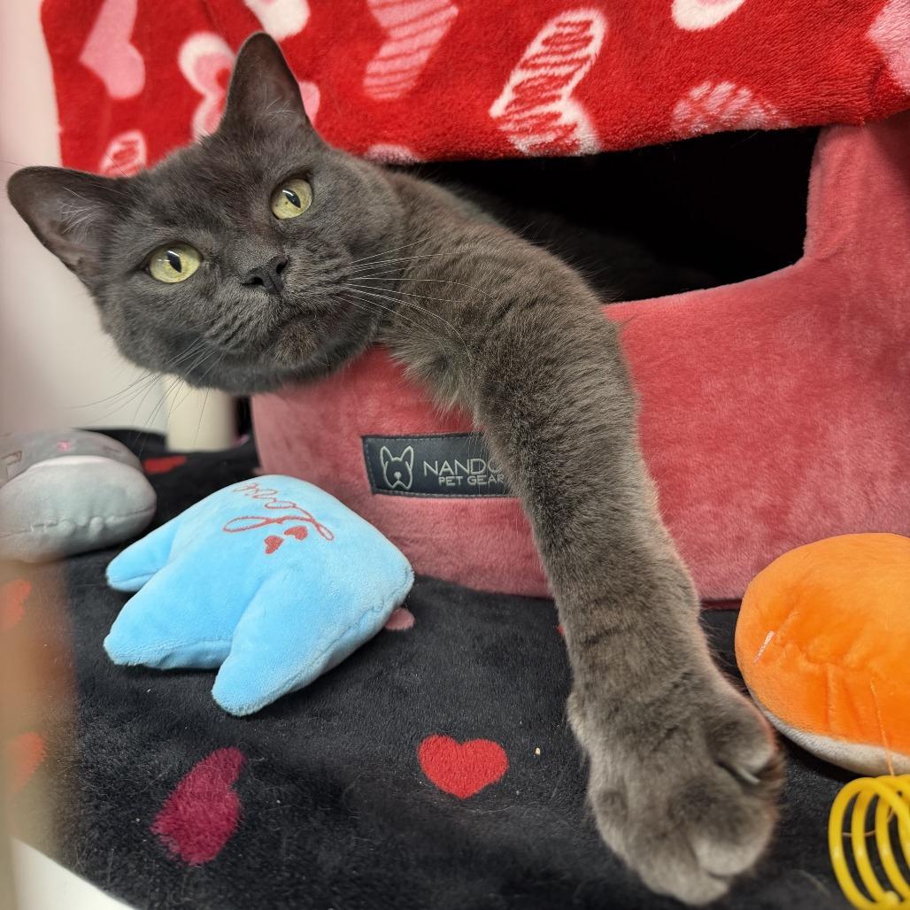 Grace, Adoptable, Senior Female Domestic Short Hair.