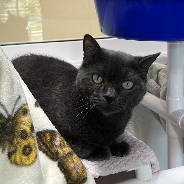 Enlarge Grace, a Adoptable Domestic Short Hair in Clearwater, FL image 2/2