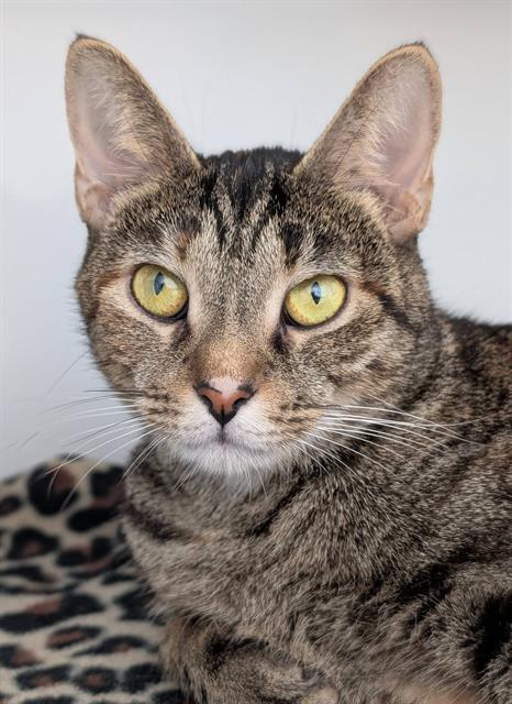 Enlarge HAZEL, a Adoptable Domestic Short Hair in Canfield, OH image 1/1