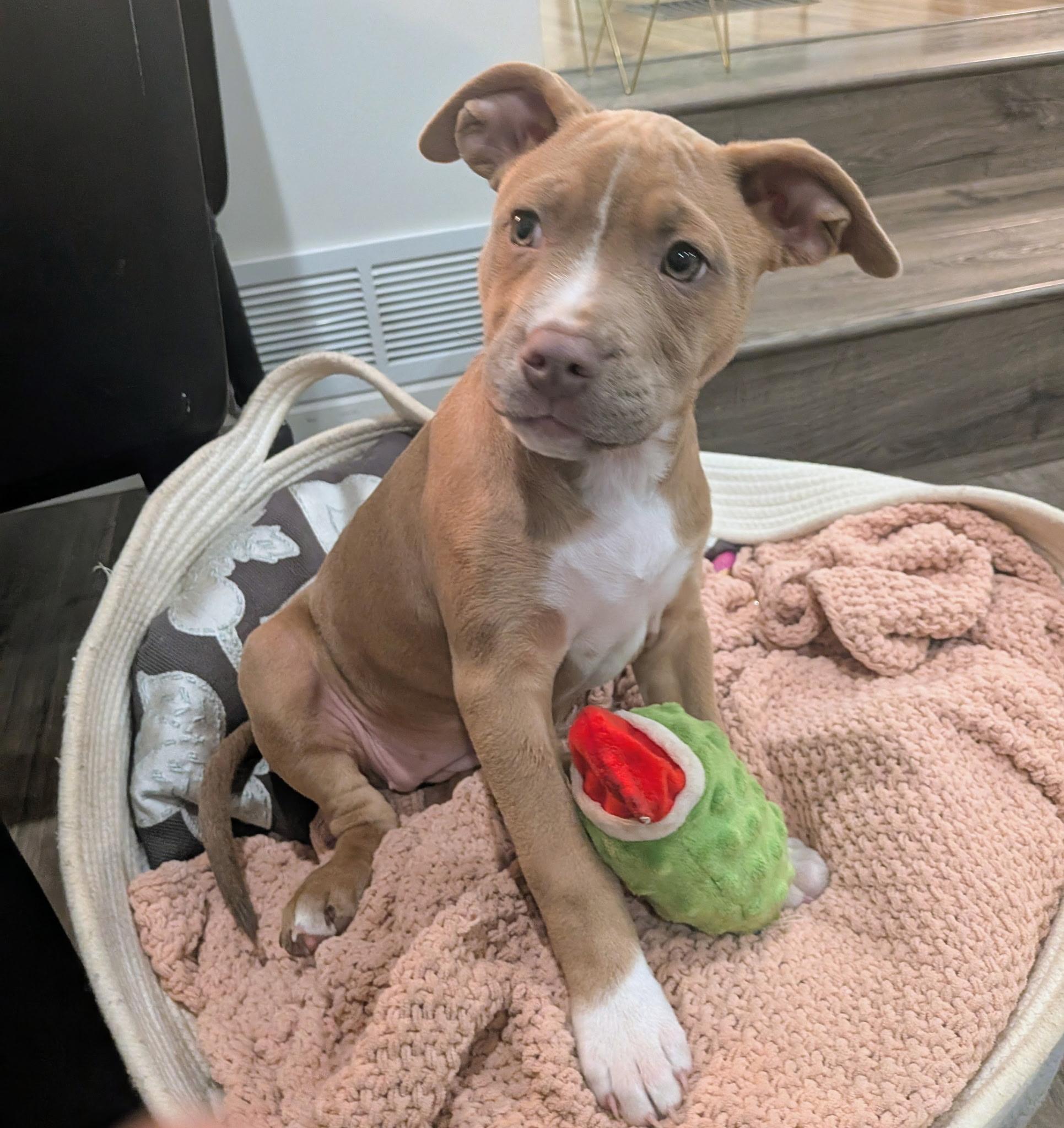 Enlarge Ruby, an adopted mixed breed in Columbus, OH image 5/6