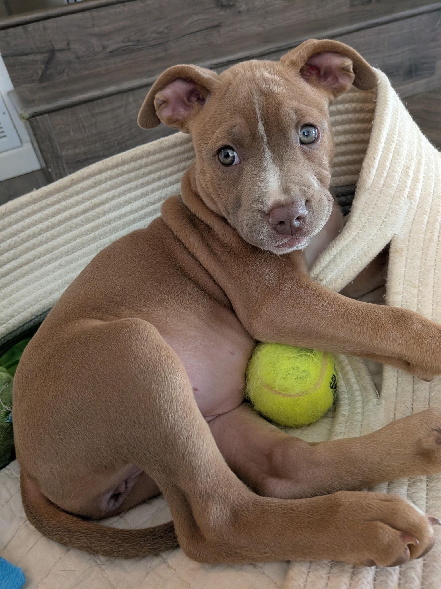 Enlarge Ruby, an adopted mixed breed in Columbus, OH image 1/6