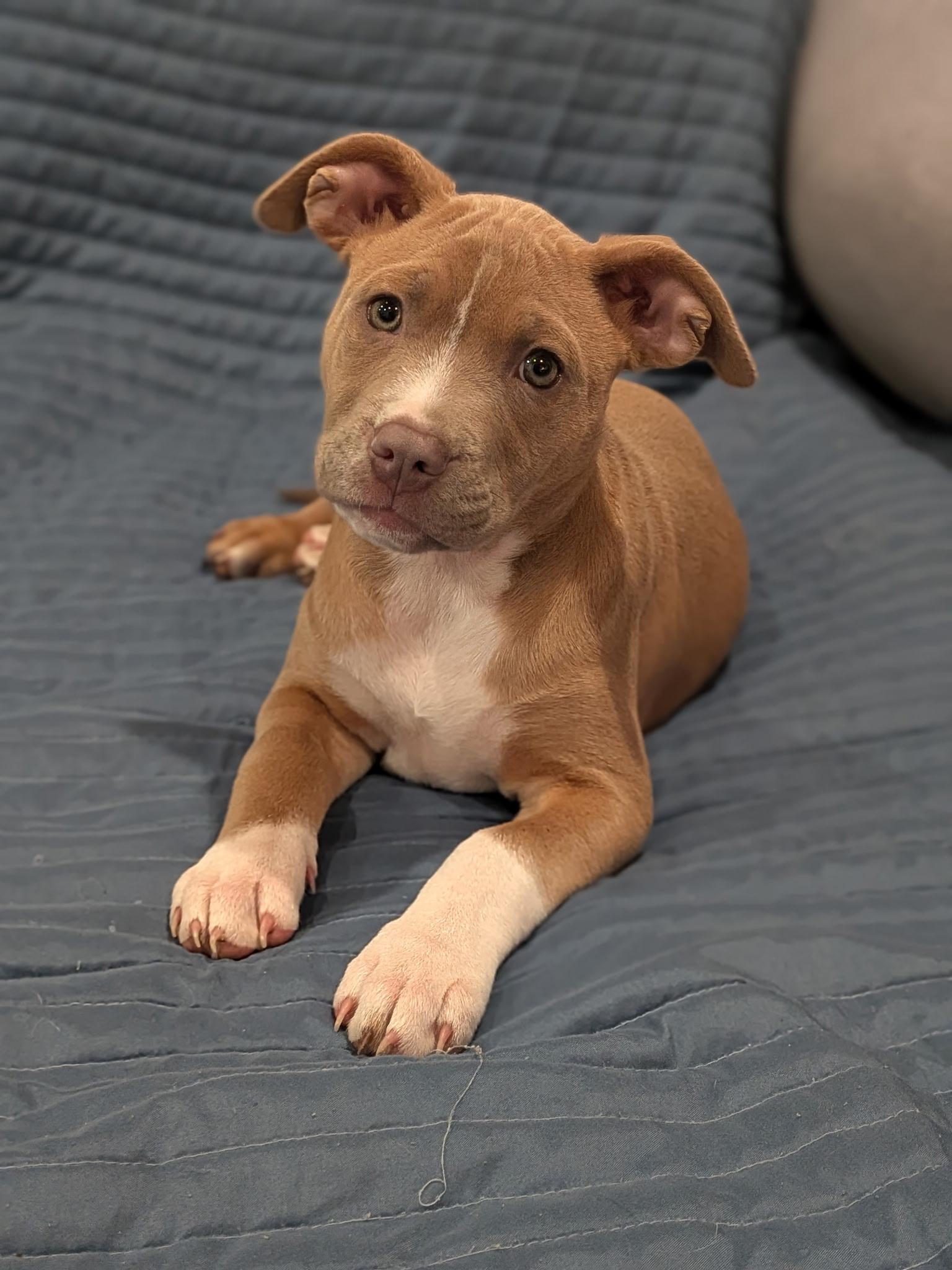 Enlarge Ruby, an adopted mixed breed in Columbus, OH image 4/6