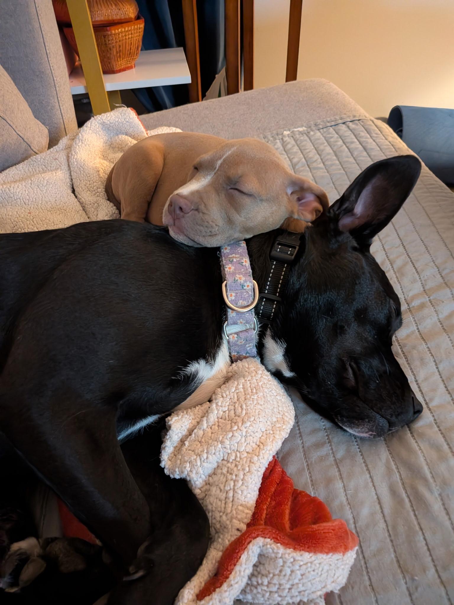 Enlarge Ruby, an adopted mixed breed in Columbus, OH image 3/6