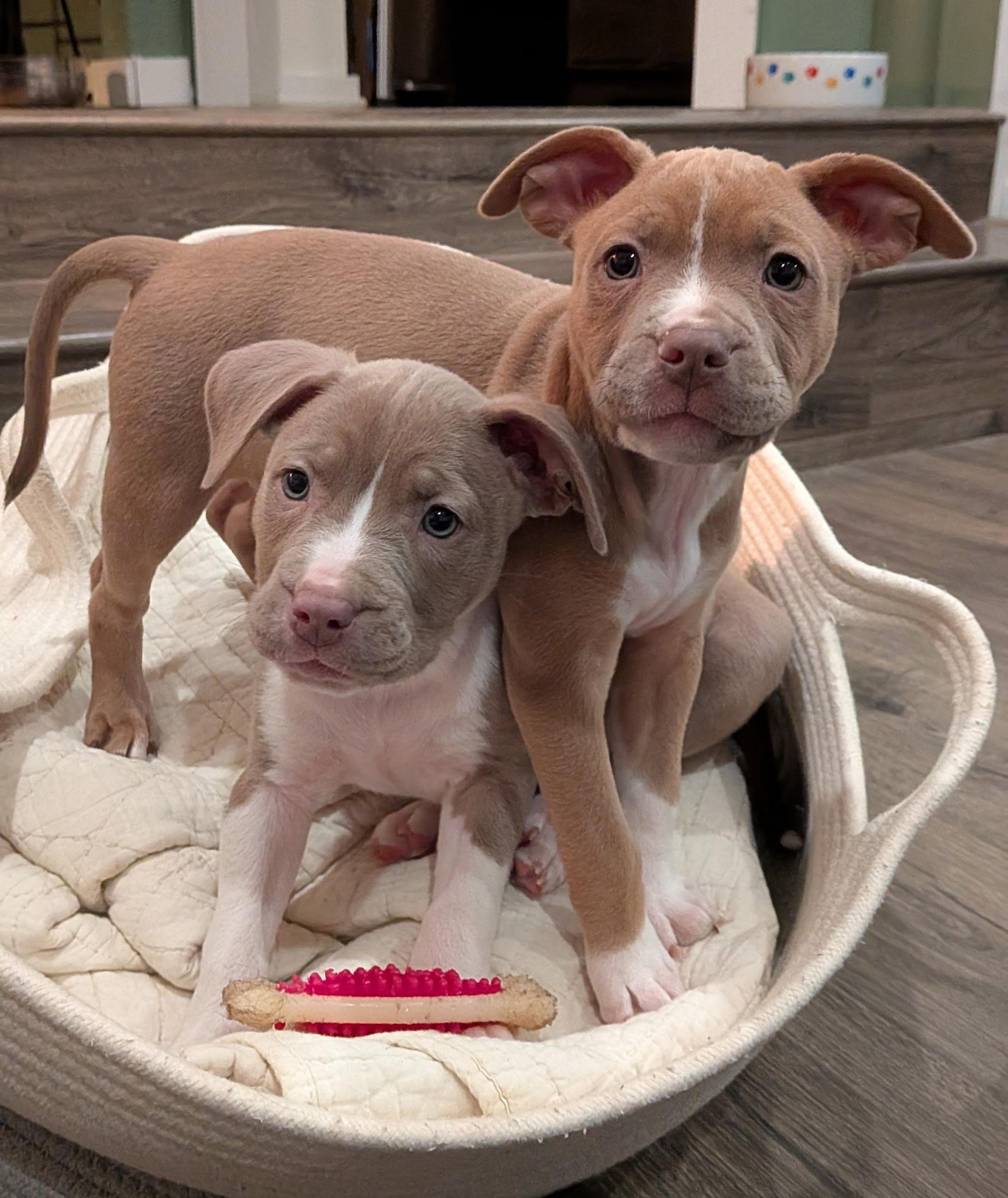 Enlarge Ruby, an adopted mixed breed in Columbus, OH image 2/6