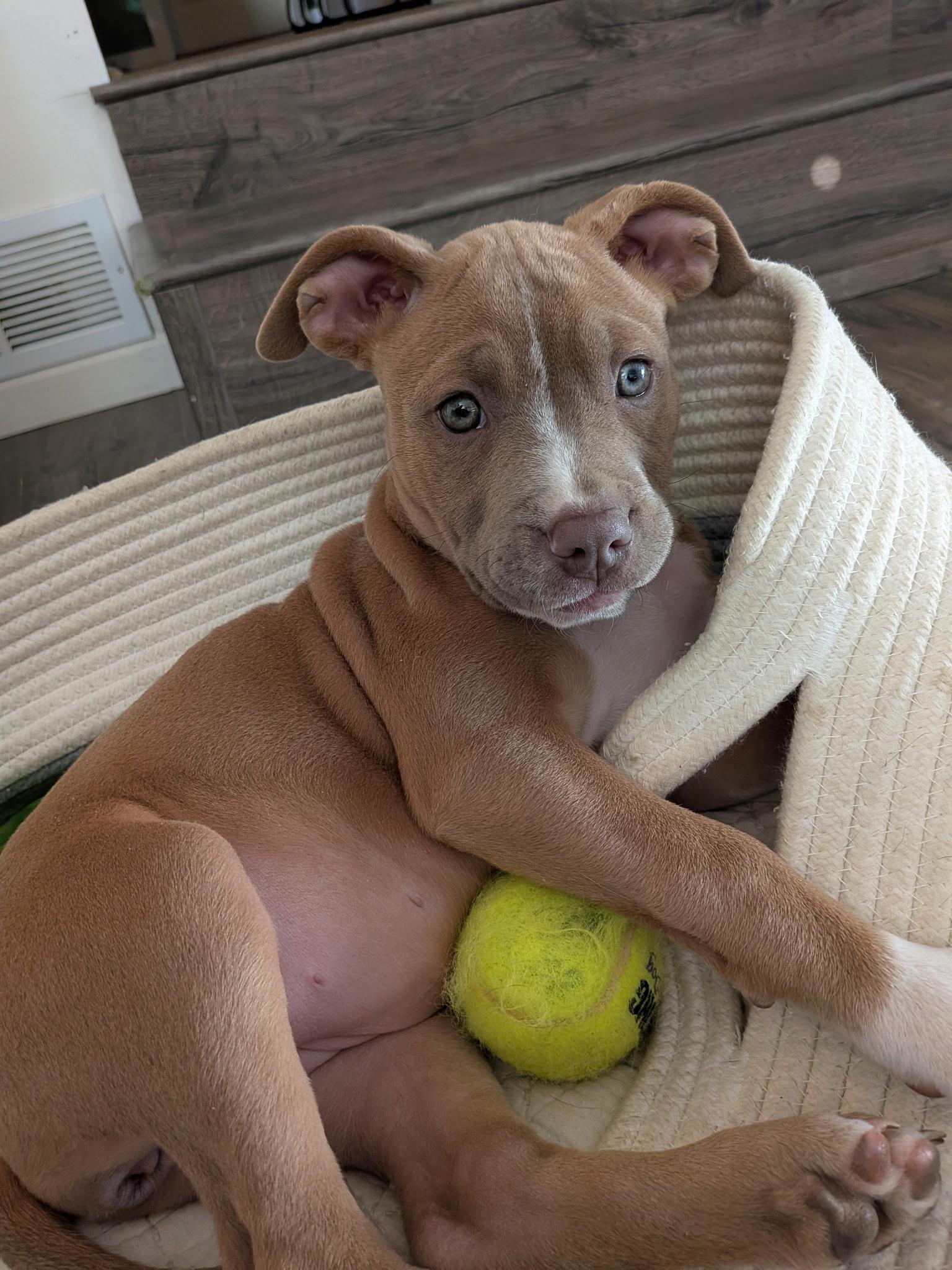 Enlarge Ruby, an adopted mixed breed in Columbus, OH image 6/6