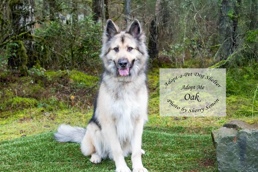 Enlarge OAK, an adoptable mixed breed in Shelton, WA image 4/6