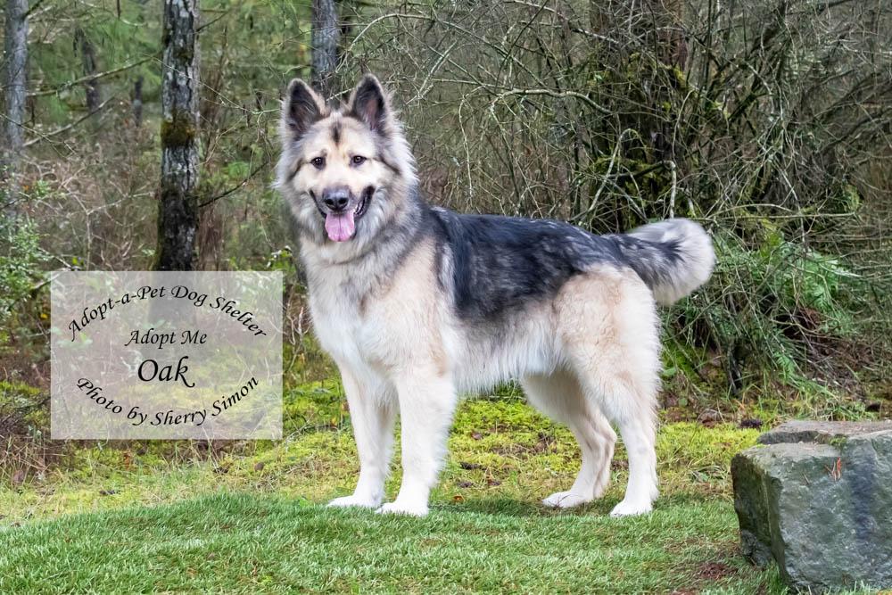 Enlarge OAK, an adoptable mixed breed in Shelton, WA image 6/6