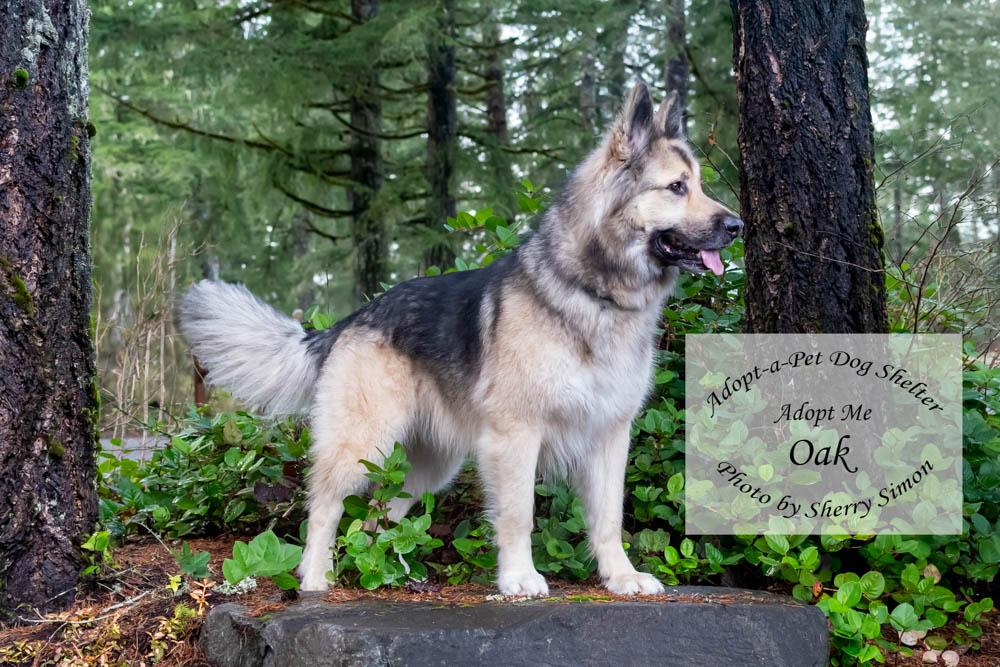 Enlarge OAK, an adoptable mixed breed in Shelton, WA image 3/6