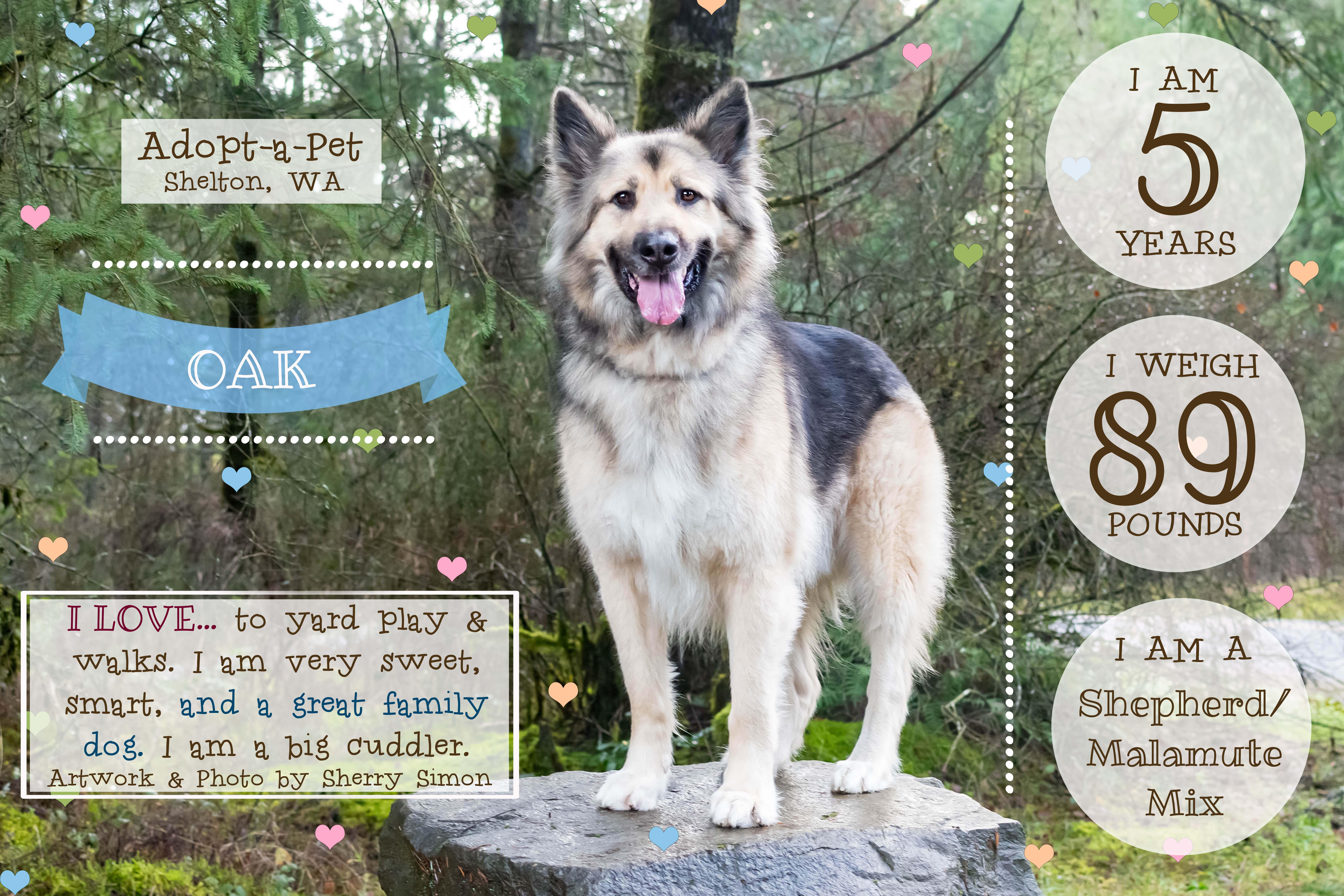 Enlarge OAK, an adoptable mixed breed in Shelton, WA image 5/6