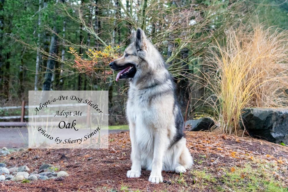 Enlarge OAK, an adoptable mixed breed in Shelton, WA image 2/6
