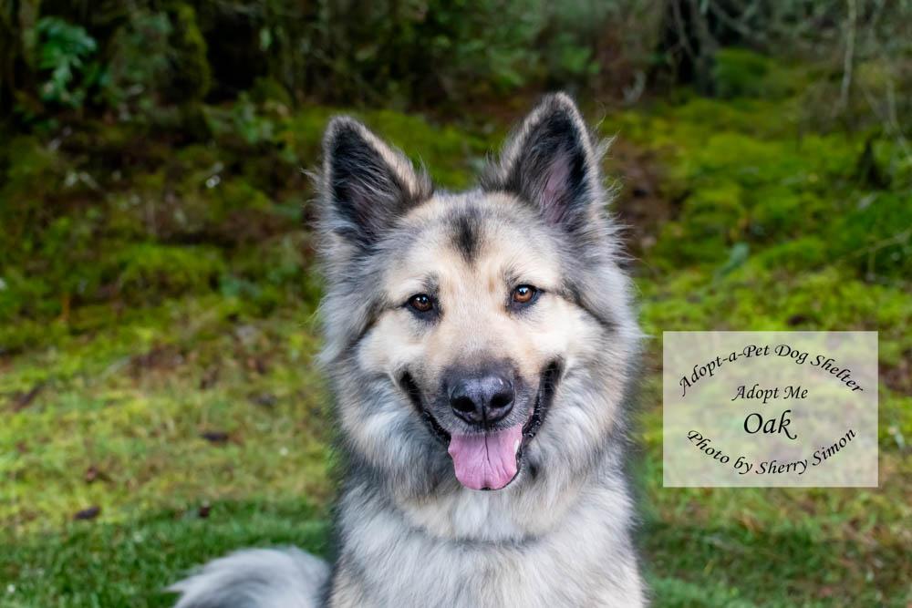 Enlarge OAK, an adoptable mixed breed in Shelton, WA image 1/6