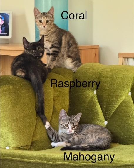 Coral  Mahogany  thumbnail 2