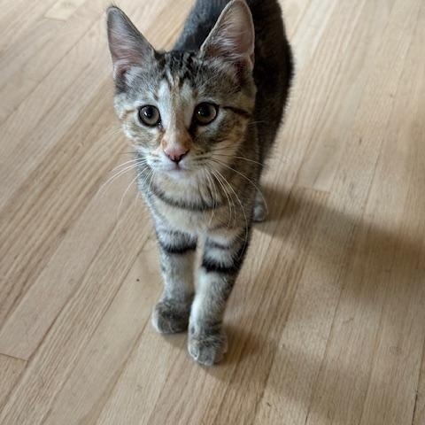 Coral  Mahogany  thumbnail 3