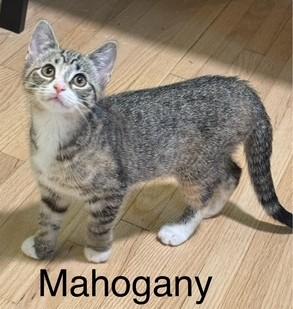 Coral  Mahogany  thumbnail 4