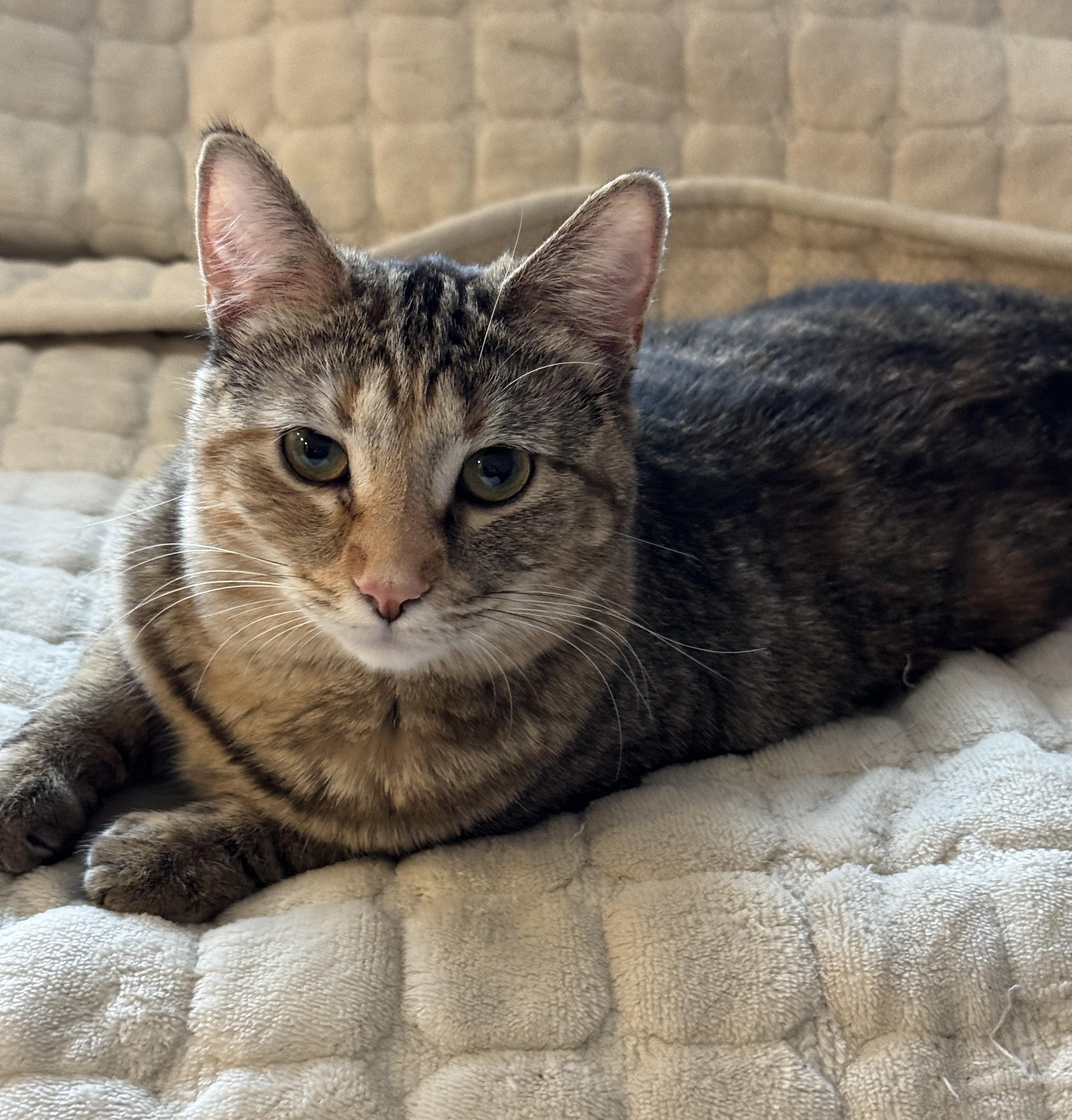 Enlarge Coral, Mahogany, Raspberry, a Adoptable Domestic Short Hair in Columbus, OH image 6/6