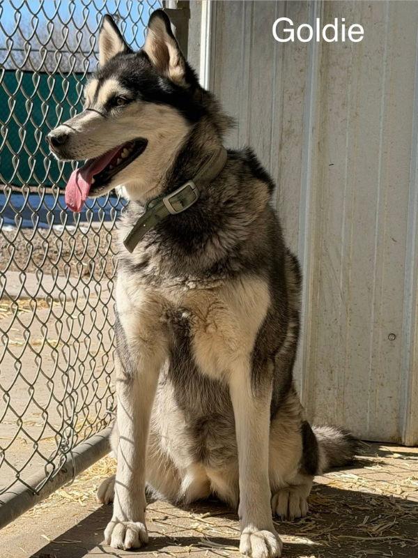 Enlarge Goldie, a Adopted Husky in Monte Vista, CO image 2/3