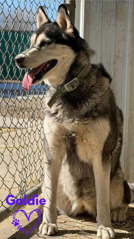 Enlarge Goldie, a Adopted Husky in Monte Vista, CO image 3/3