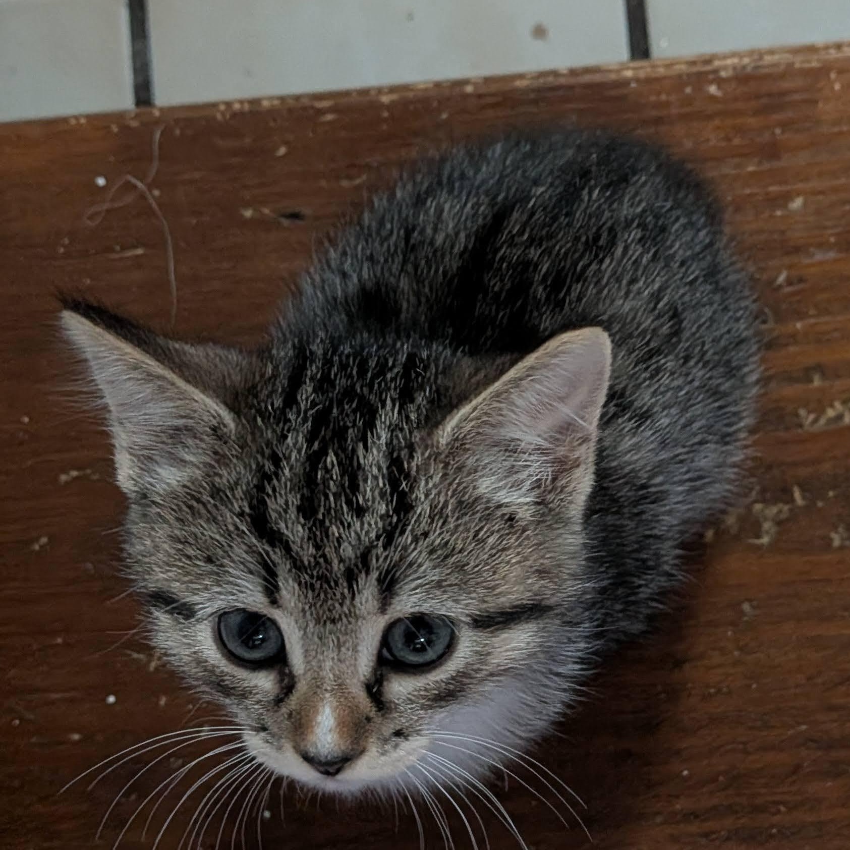 Enlarge Dory Phantasmagory, a Adopted Domestic Short Hair in Ellicott City, MD image 5/6