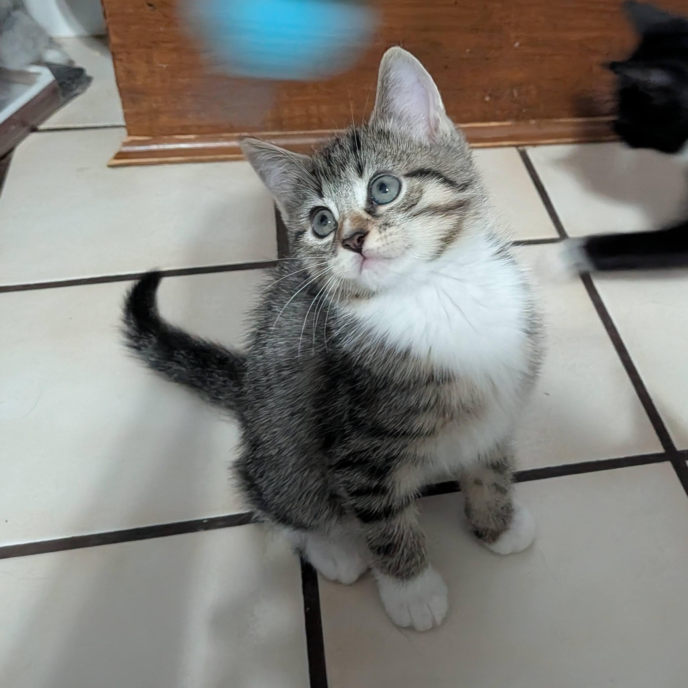 Enlarge Dory Phantasmagory, a Adopted Domestic Short Hair in Ellicott City, MD image 6/6