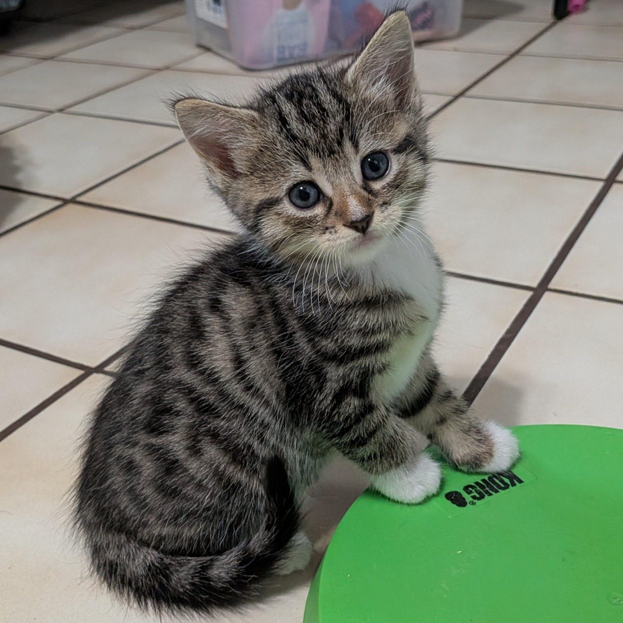 Dory Phantasmagory, Adopted, Kitten Female Domestic Short Hair.