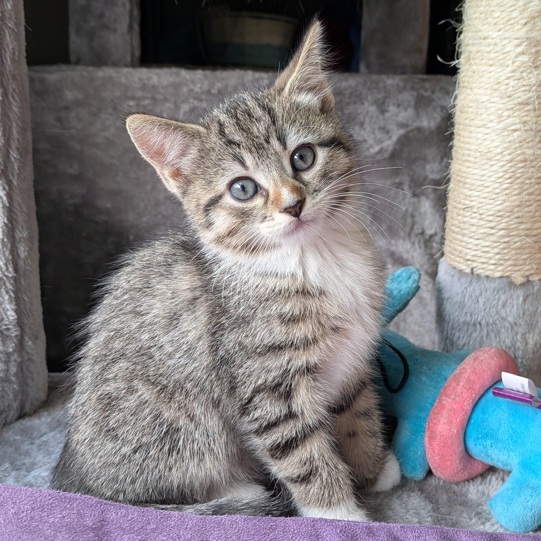Enlarge Dory Phantasmagory, a Adopted Domestic Short Hair in Ellicott City, MD image 3/6