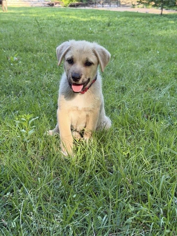 26-056 Harley “Coming Soon!”, Adoptable, Puppy Female Shepherd & Labrador Retriever.