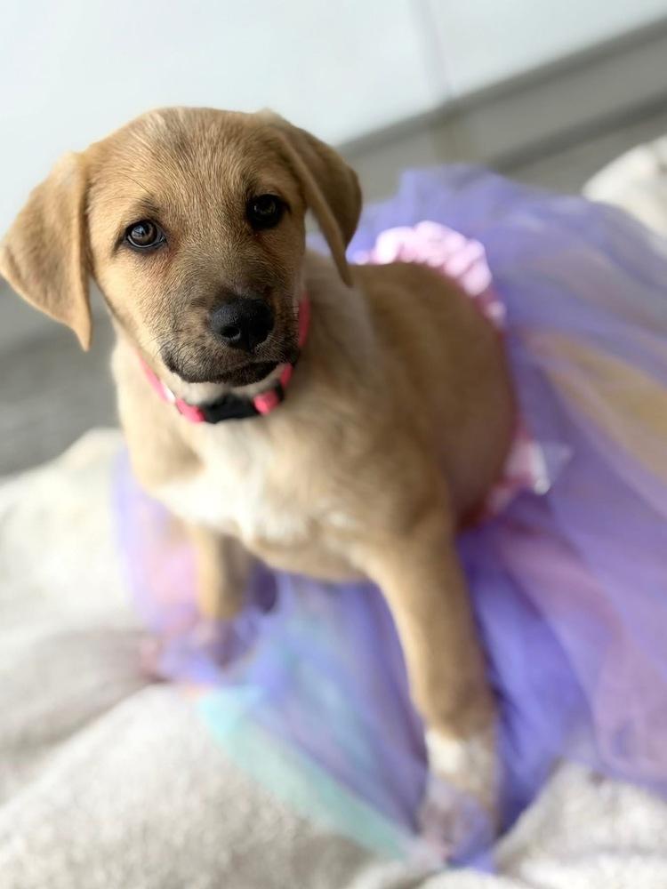 26-056 Harley, a Adoptable mixed breed in Richardson, TX image 2/6