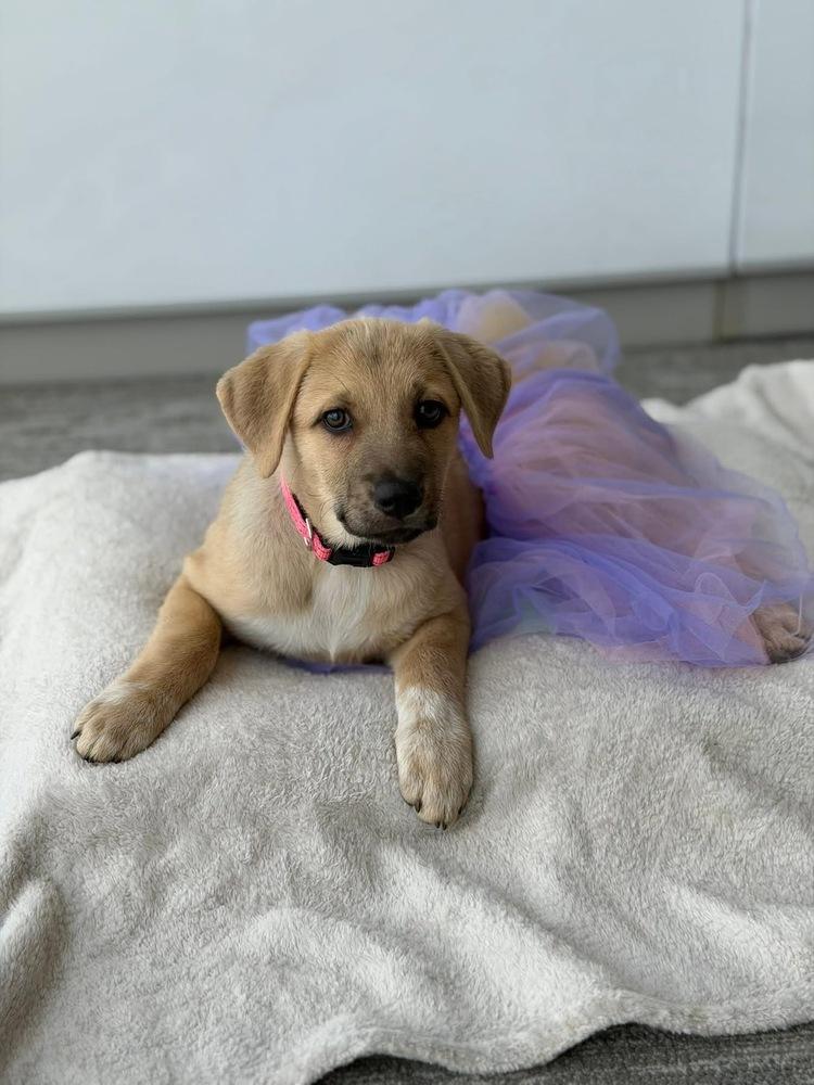 26-056 Harley, a Adoptable mixed breed in Richardson, TX image 3/6