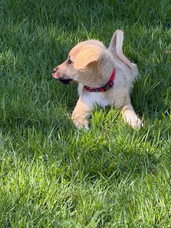 26-056 Harley “Coming Soon!”, a Adoptable mixed breed in Richardson, TX image 2/5