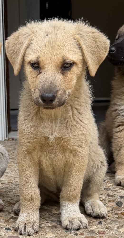 26-056 Harley “Coming Soon!”, a Adoptable mixed breed in Richardson, TX image 4/5