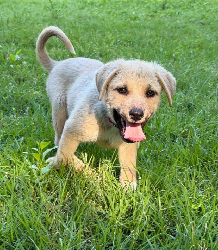 26-056 Harley “Coming Soon!”, a Adoptable mixed breed in Richardson, TX image 5/5