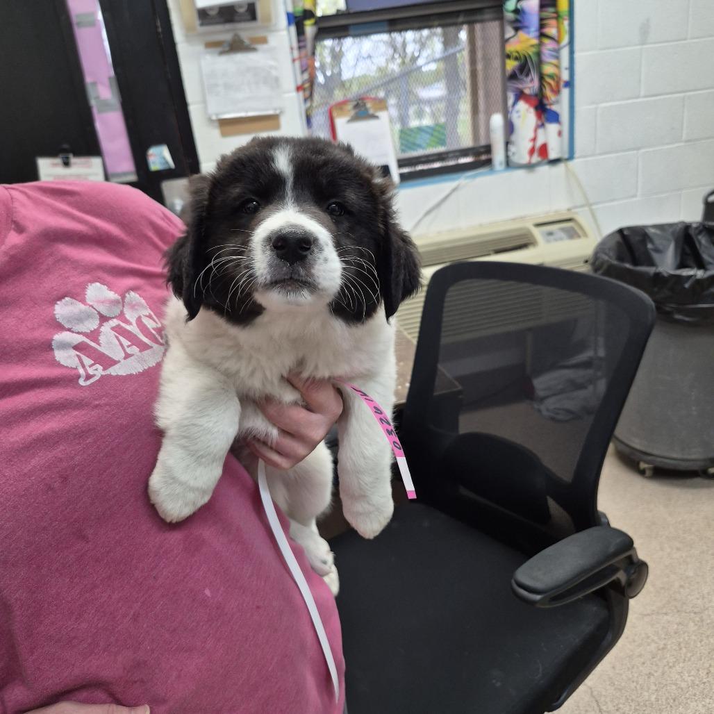 Lady, Adoptable, Adult Female Mixed Breed.