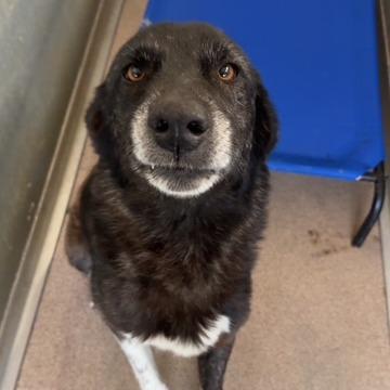 Enlarge Lady, a Adoptable Mixed Breed in Ardmore, OK image 2/2