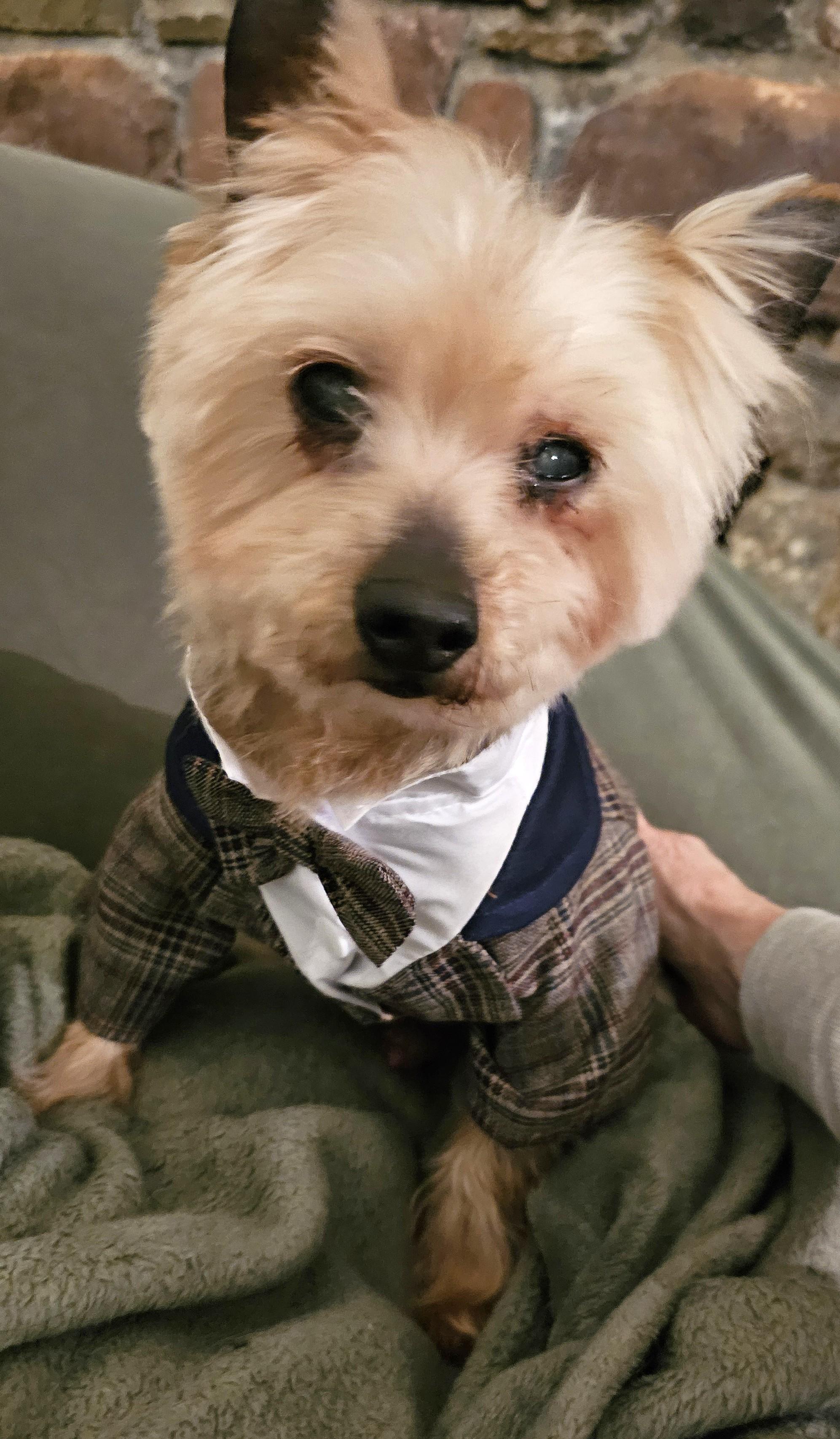 Enlarge Norbert, an adopted Yorkshire Terrier in Wharton, NJ image 6/6