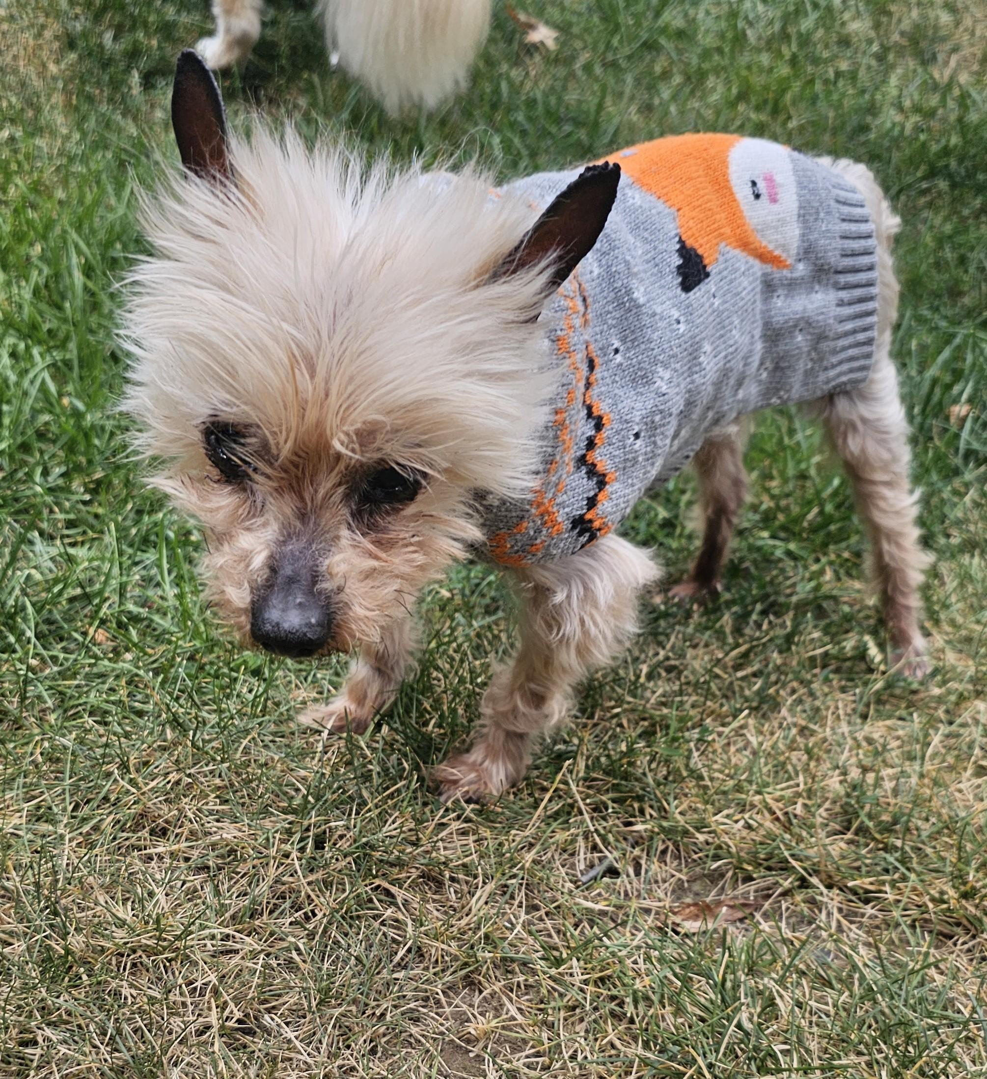 Enlarge Norbert, an adopted Yorkshire Terrier in Wharton, NJ image 5/6