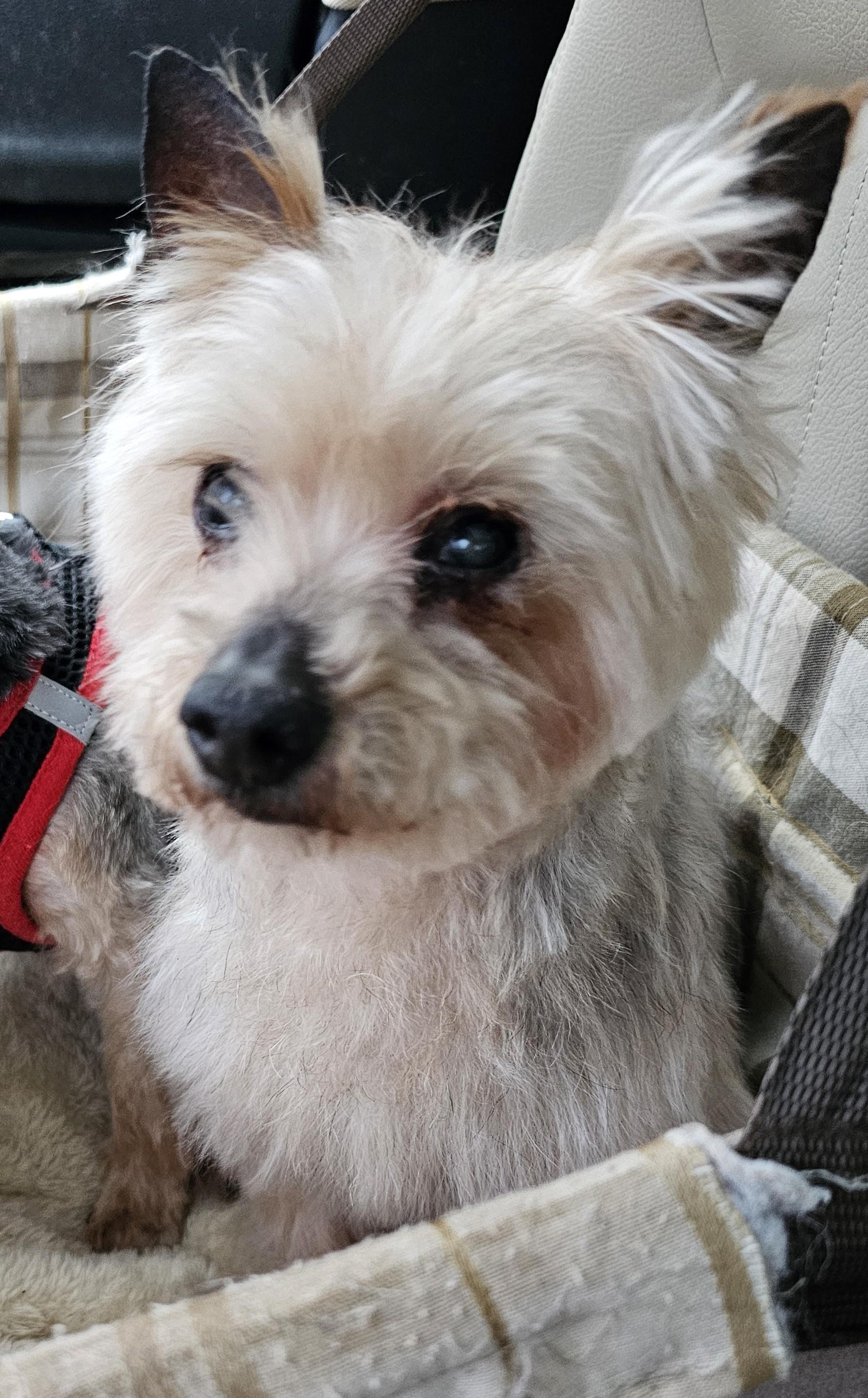 Enlarge Norbert, an adopted Yorkshire Terrier in Wharton, NJ image 4/6