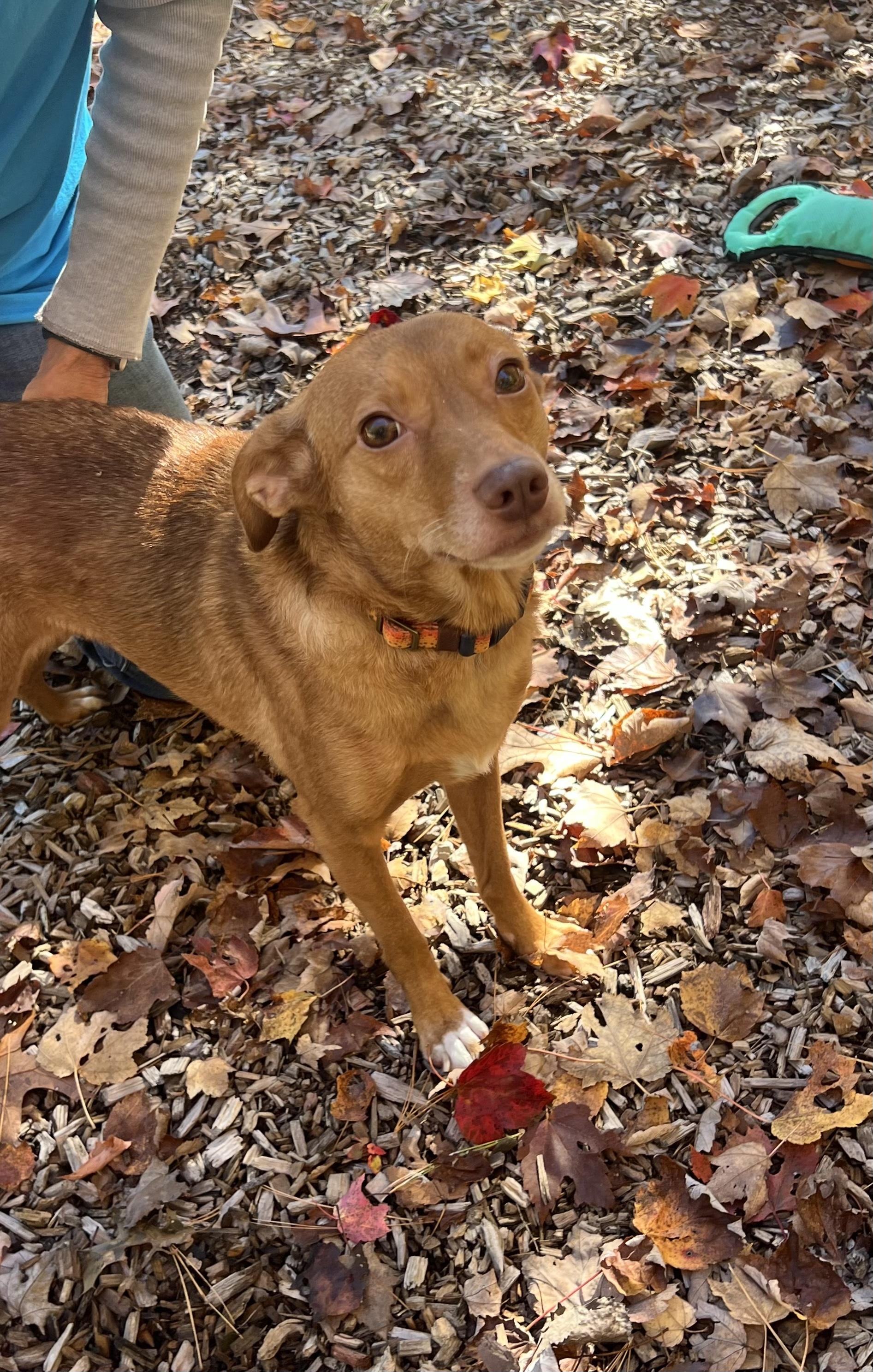 Cinnamon photo