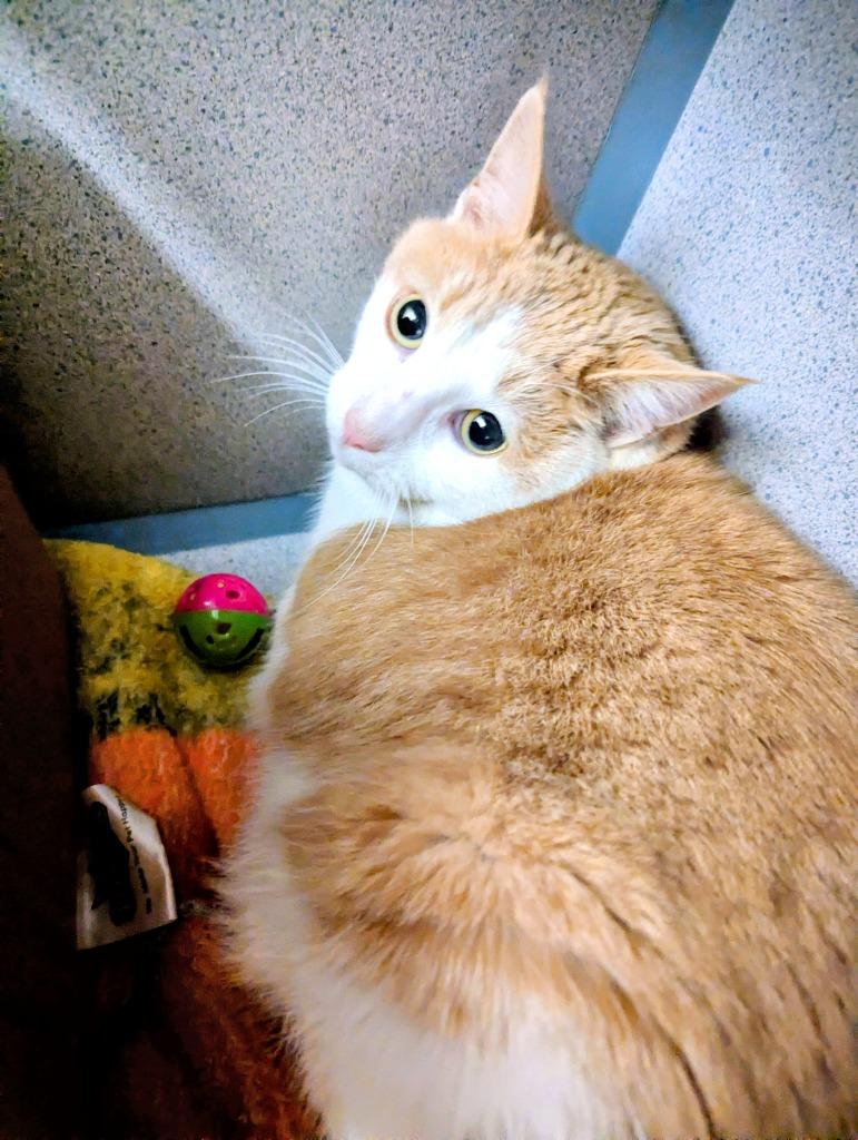 Pumpkin, Adoptable, Young Female Domestic Short Hair.