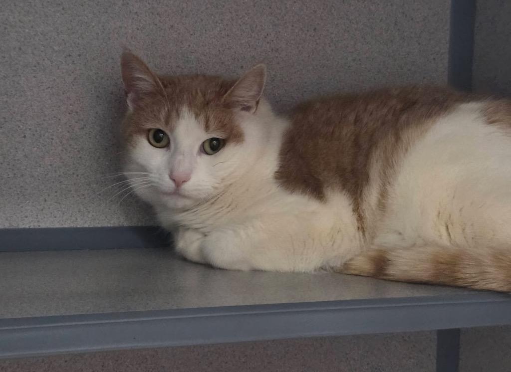 Enlarge Pumpkin, a Adoptable mixed breed in Liverpool, NY image 2/3