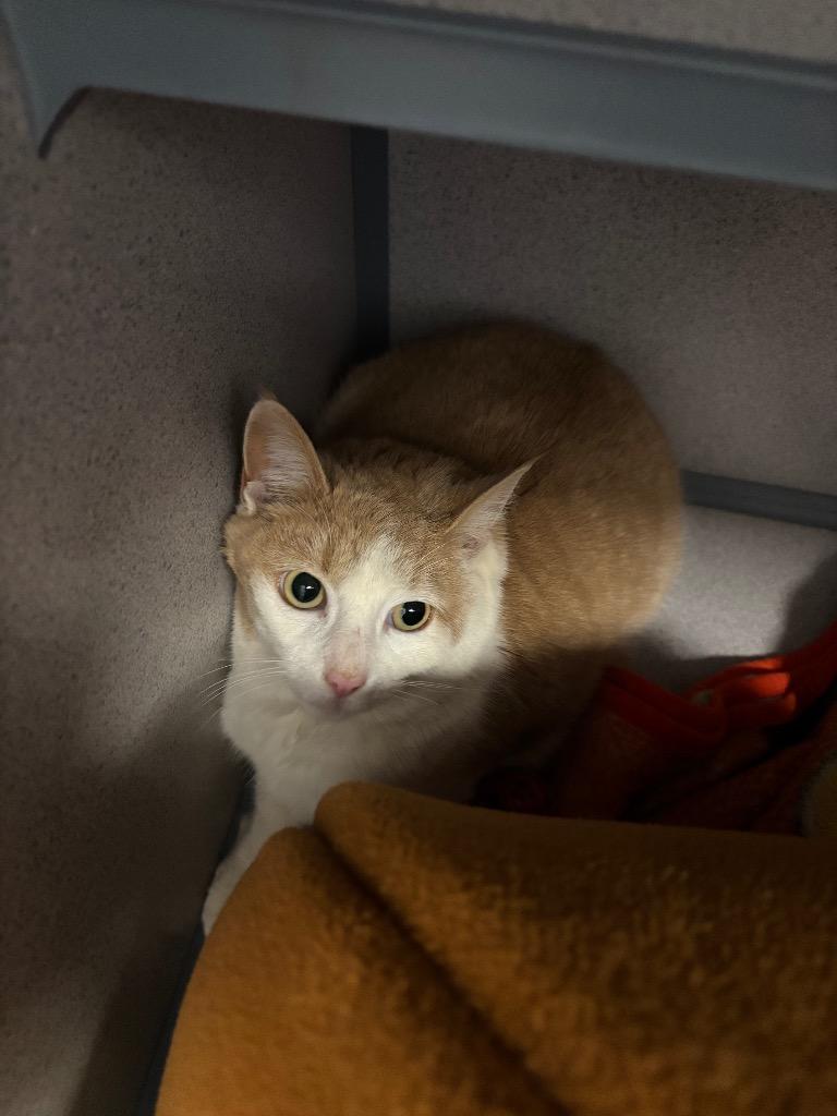 Enlarge Pumpkin, a Adoptable mixed breed in Liverpool, NY image 3/3