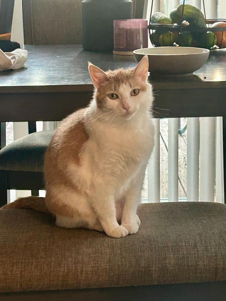 Pumpkin, a Adoptable mixed breed in Liverpool, NY image 5/6