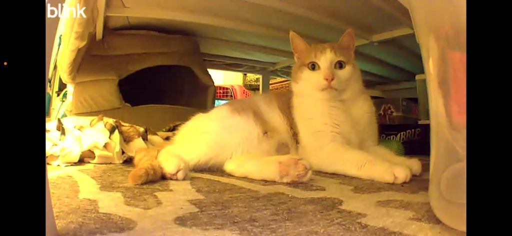 Enlarge Pumpkin, a Adoptable mixed breed in Liverpool, NY image 4/4