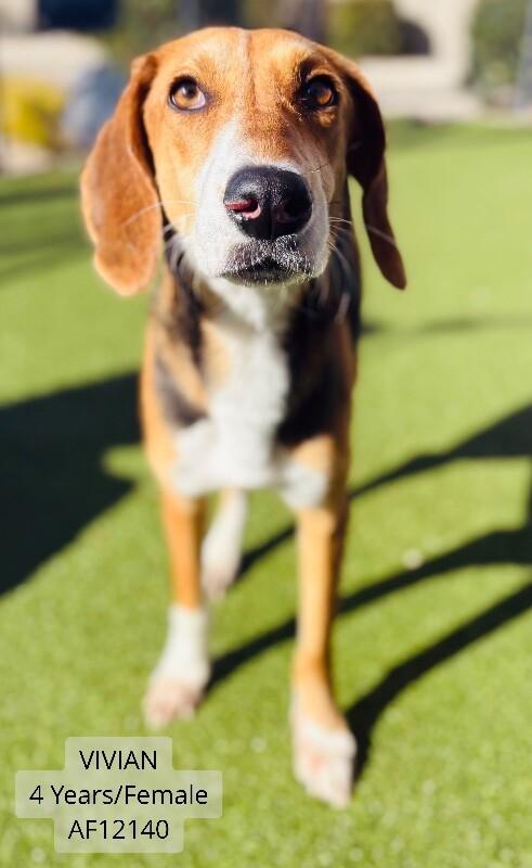Vivian, Adoptable, Adult Female English Foxhound.