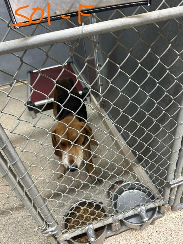 Enlarge Vivian, a Adoptable English Foxhound in Supply, NC image 2/2